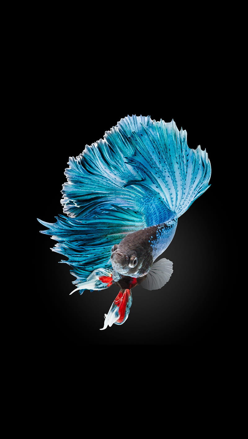 Fighter fish 7, black, blue, gray, white, HD phone wallpaper