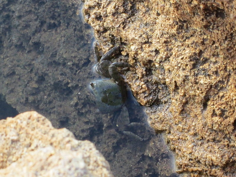 Crabbing Along, water, rock, crab, ocean, HD wallpaper