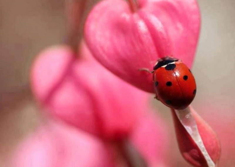 Red lady on pink red, graph colors, pink colours, wall, cute, bug, ladybug heart, flower, HD wallpaper