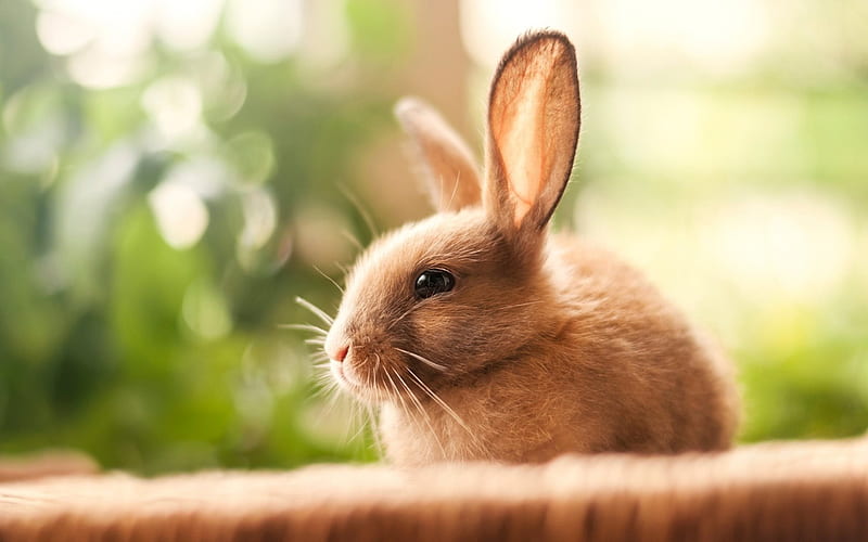 Rabbit, cute animals, little rabbit, pets, HD wallpaper