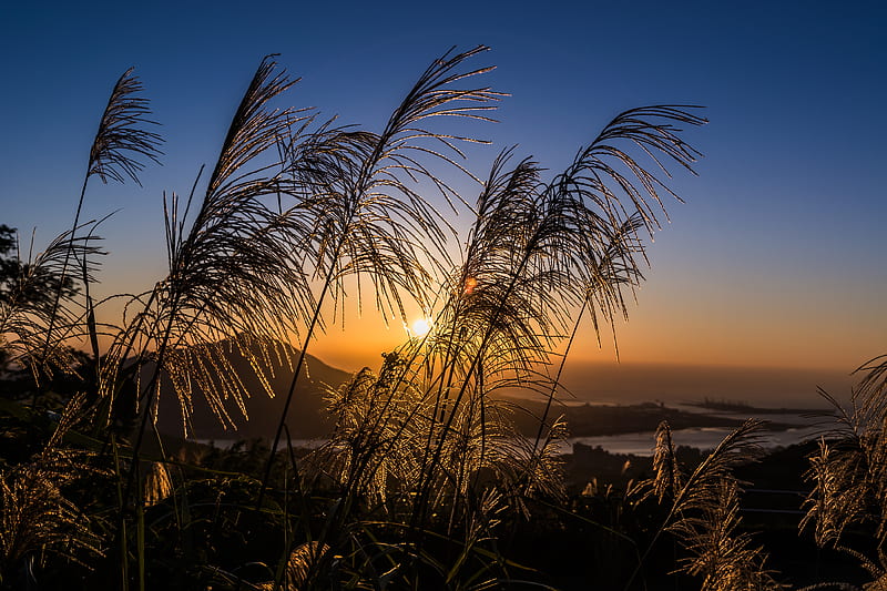 ears of wheat, plants, sun, sunset, landscape, HD wallpaper
