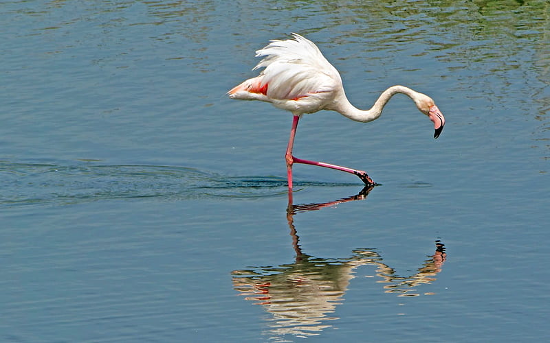 Greater Flamingo, flamingo, reflection, bird, water, HD wallpaper