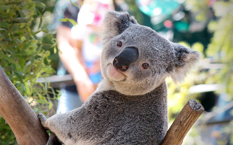 Koala, Australia, marsupials, cute animals, zoo, Phascolarctos cinereus, HD wallpaper