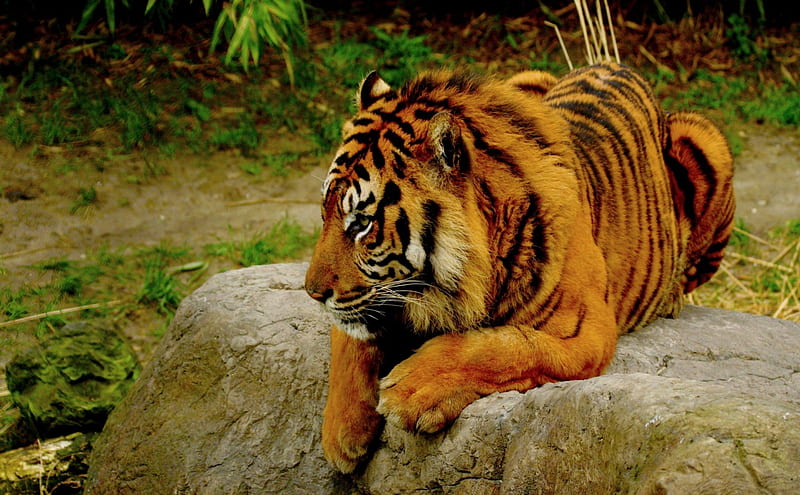 RELAXING BENGAL TIGER, bengal, tiger, cat, wild, HD wallpaper
