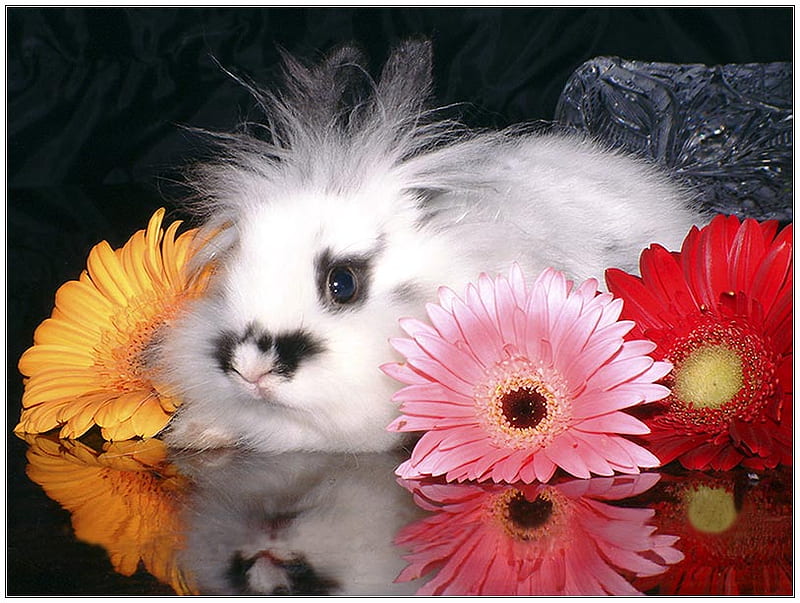 Fluff and flowers, red, fluffy, black, yellow, gerber daisies, gris, bunny, reflections, white, pink, HD wallpaper