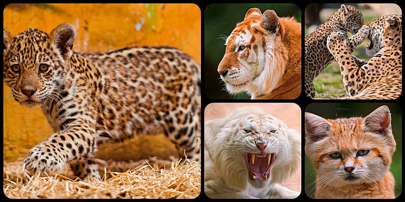 BIG CATS, COLLAGE, CATS, BIG, BEAUTIFUL, HD wallpaper | Peakpx