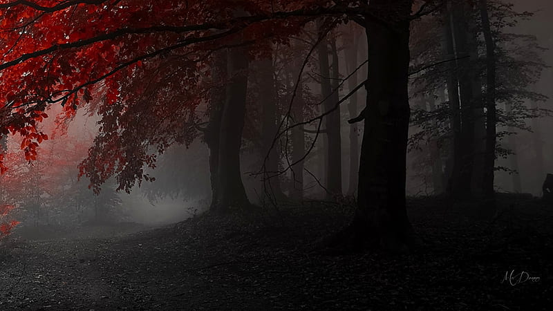 Color in Dark Woods, forest, fall, autumn, foggy, maple, woods, trees, summer, misty, Firefox Persona theme, HD wallpaper