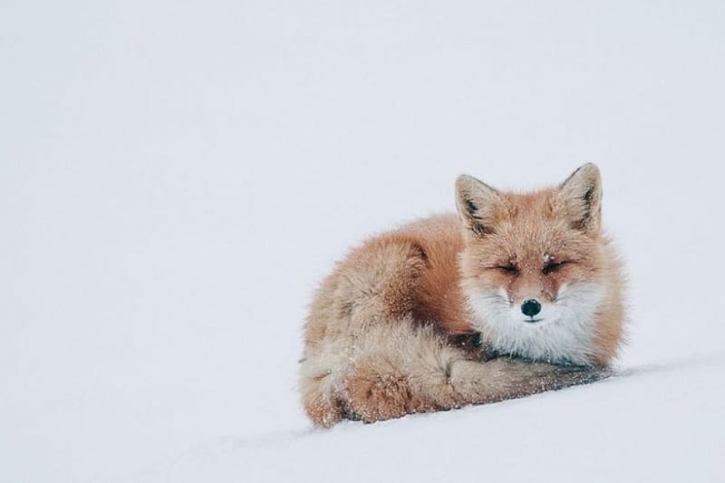 Amazing fox, abstract, winter, sweet, cute, wilderness, graphy, predators,  fox, HD wallpaper | Peakpx