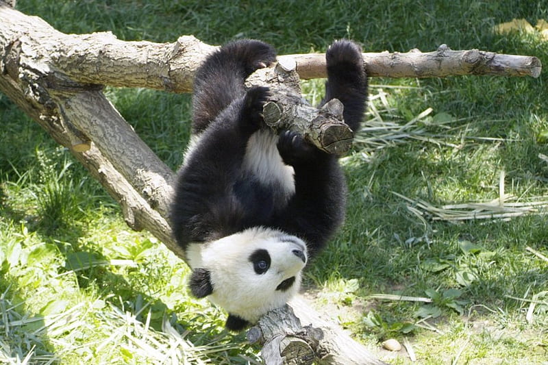 Panda for leo19, panda, china, black and white, bear, animals, HD wallpaper