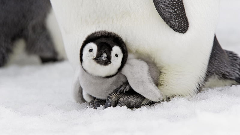 White Black Baby Penguin Is Sitting In Snow Field Penguin, HD wallpaper