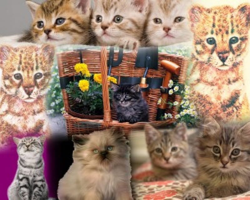 home made collage, aimals, kitties, collage, cats, HD wallpaper