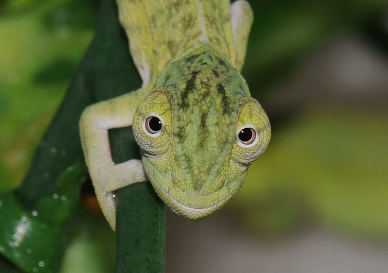 LOOKEN AT YOU, chameleon, green, baby, HD wallpaper
