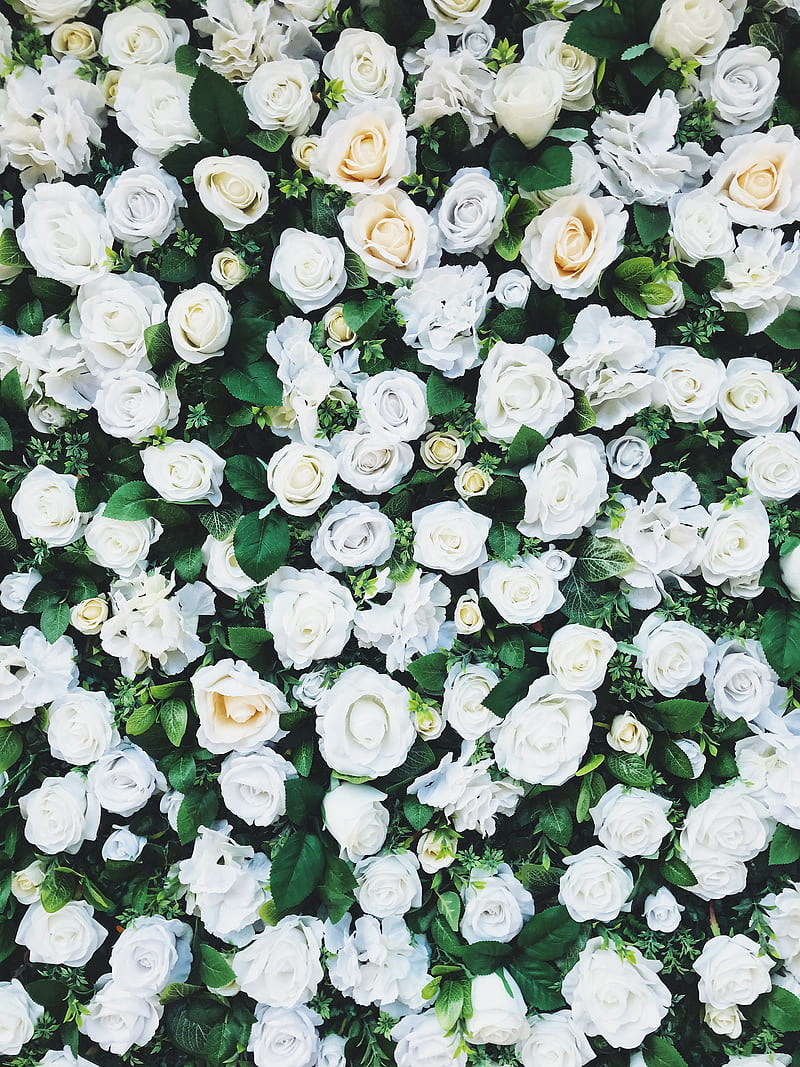 white rose field, HD phone wallpaper