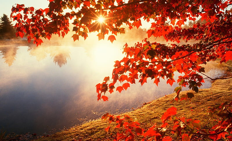 It's a beautiful morning!, fall, red autumn, sun, beautiful leaves color, sun rays, season, morning, light, pic, wall, lake, tree, water, shining, reflexion, colour, nature, HD wallpaper