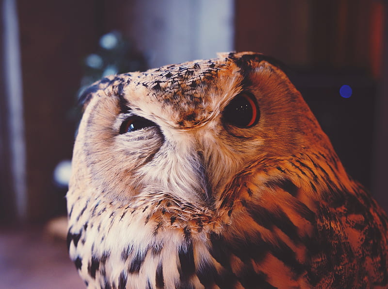 Owl Meme Ultra, Animals, Birds, Bird, Eyes, background, Face, Funny, aesthetic, meme, HD wallpaper