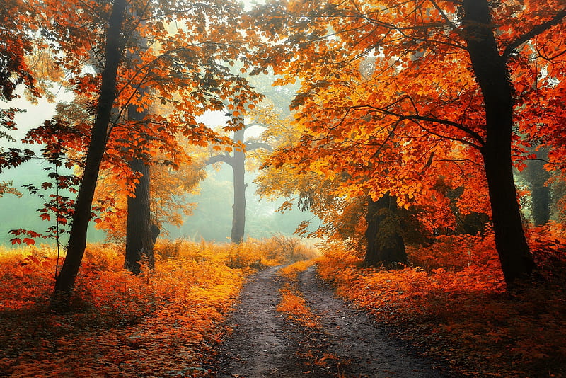 Morning in Autumn Forest, colors, path, leaves, trees, mist, HD ...