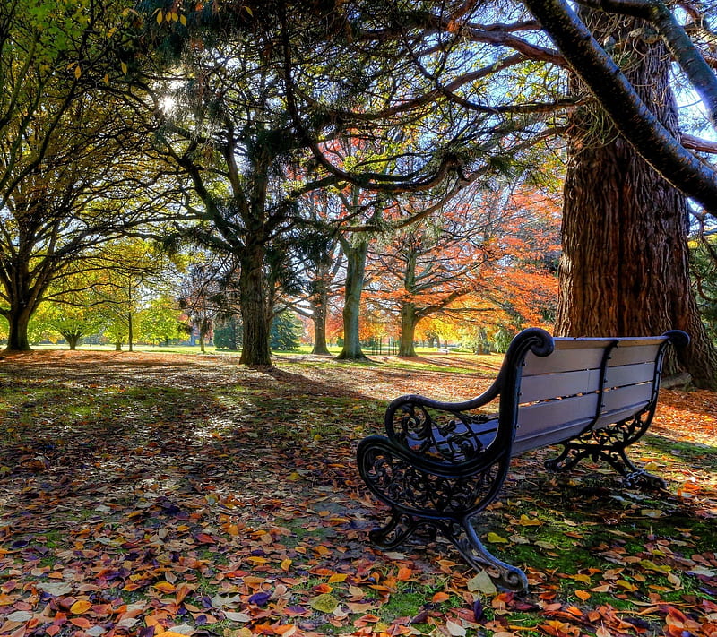 Park, autumn, bench, fallen, leaves, nature, trees, HD wallpaper