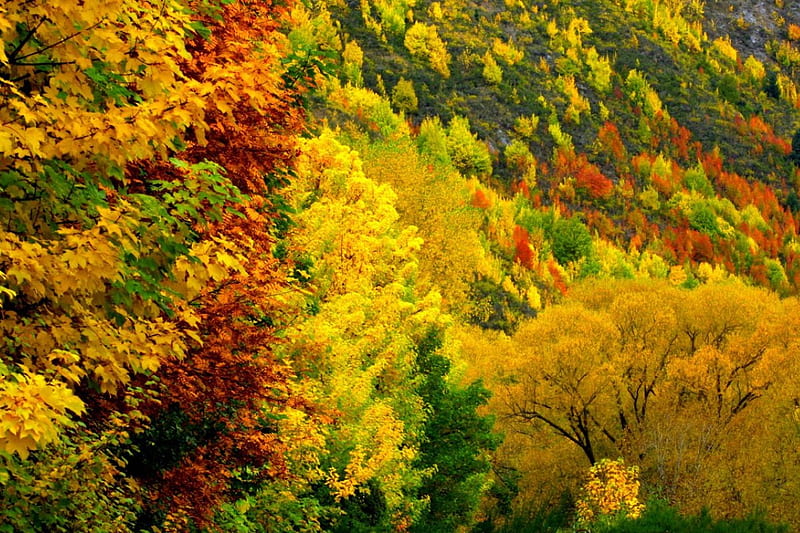 Queenstown Autumn, forest, autumn colours, HD wallpaper