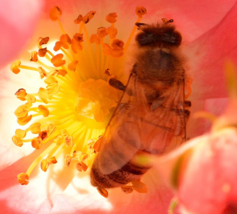 Busy Little Bee, honeybees, worker bee, flower, pollination, bee pollen, HD wallpaper