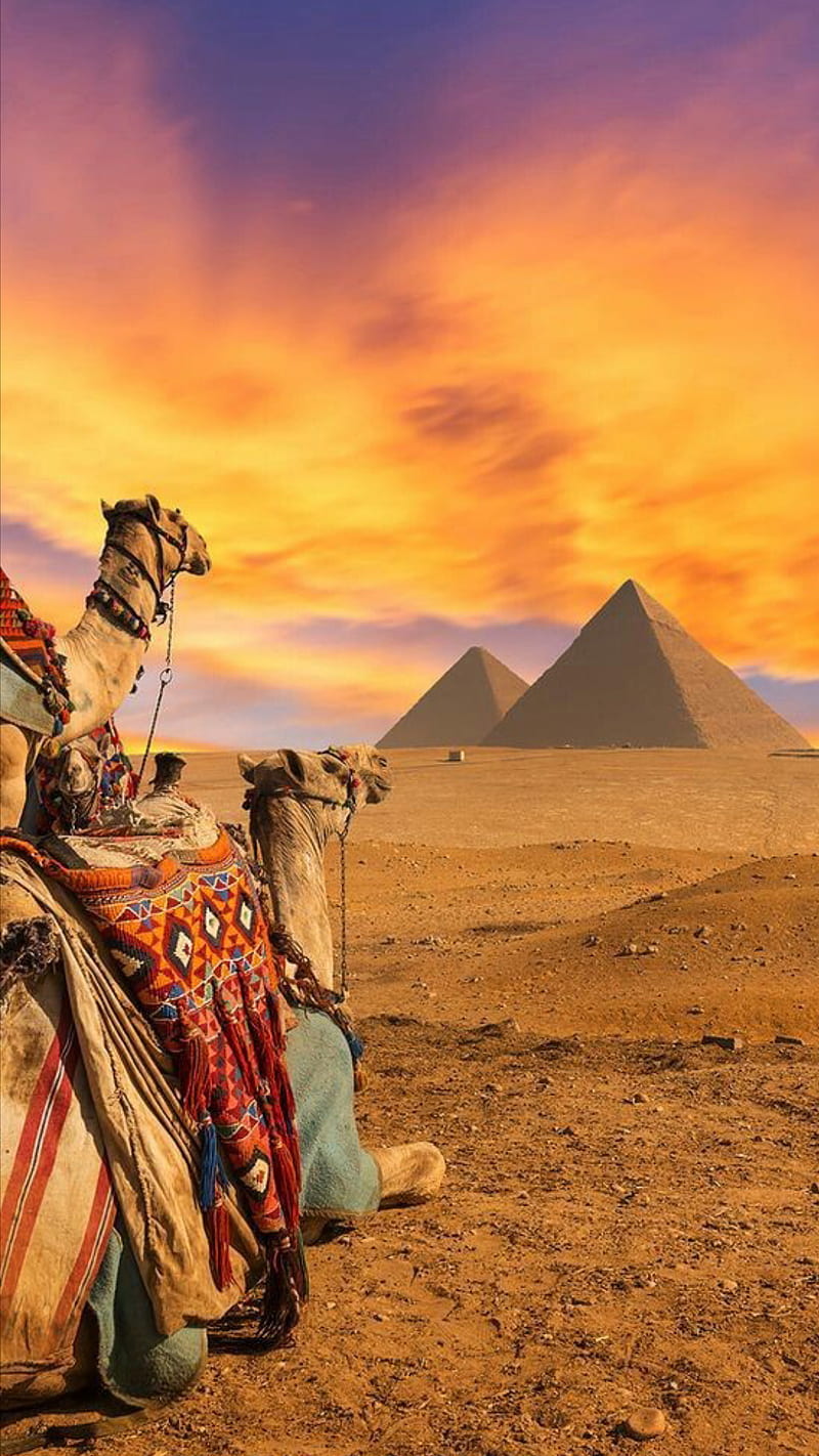 Egypt, animal, camel, desert, pyramids, sky, HD phone wallpaper