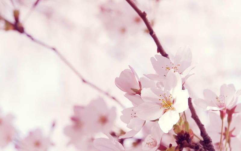 blossom tree -spring landscape, HD wallpaper