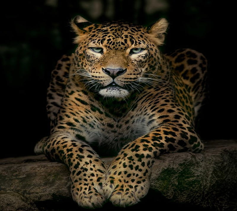 Wild Cat, HD wallpaper | Peakpx