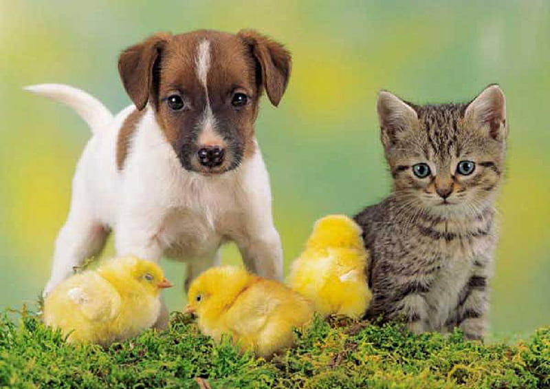 Kitten, puppy and chickens., cute, bird, chicken, cat, kitten, puppy, dog,  animal, HD wallpaper | Peakpx