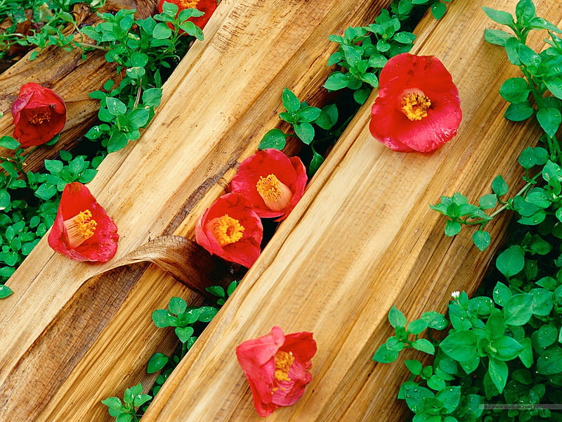 Flowers in Springtime, HD wallpaper