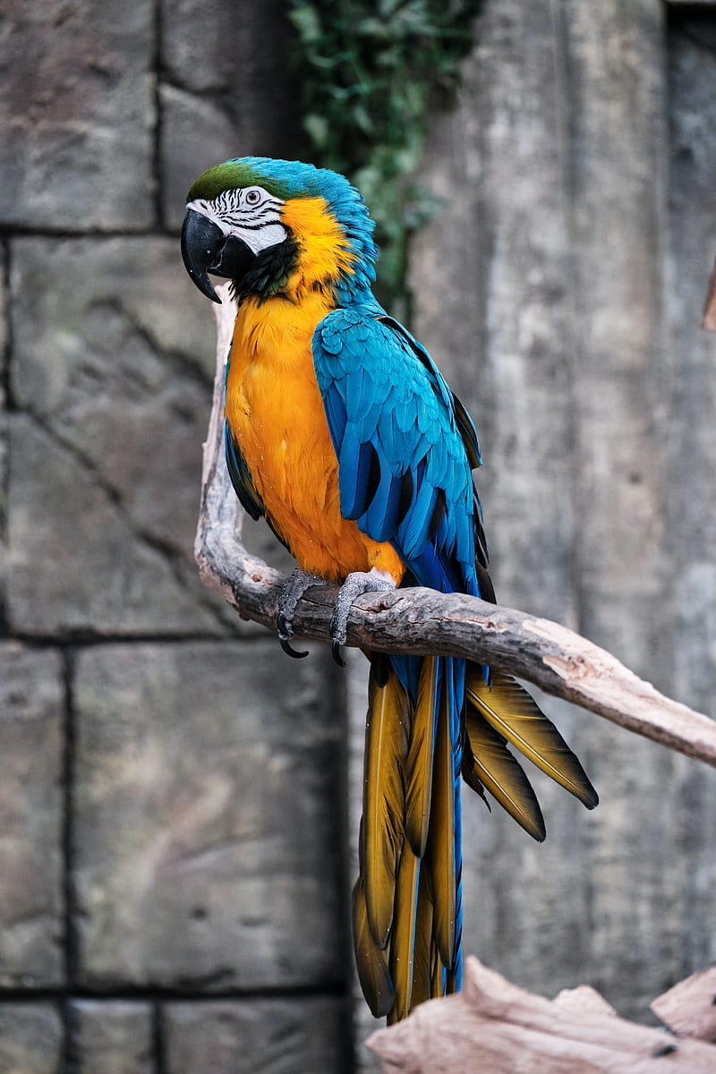 macaw, parrot, bird, branch, colorful, HD phone wallpaper