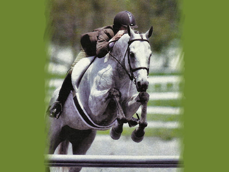 Si Milagro - Horse F5 jumping, equine, horse, muster, animal, graphy, randi muster, jumper, HD wallpaper