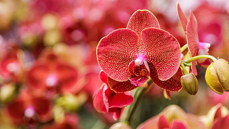 Flores de orquídeas rojas flores, Fondo de pantalla HD | Peakpx