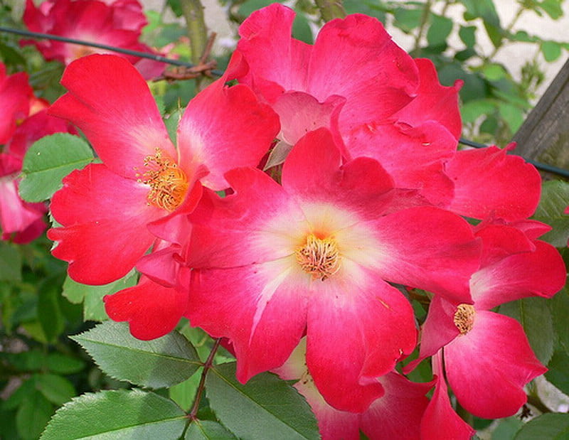 SWEET BRIER ROSE, flower, beauty, red, rose, HD wallpaper