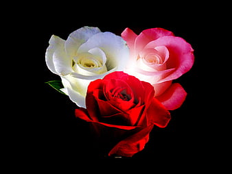 3d red roses flower love natural nature new nice romantic rose HD  wallpaper  Peakpx