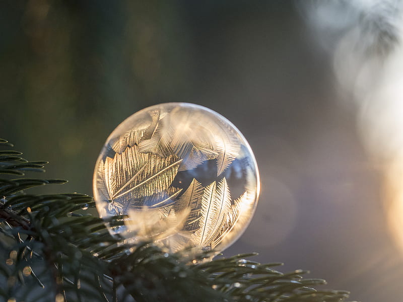 selective focus graphy of frozen bubble on pine tree branch during daytime, HD wallpaper