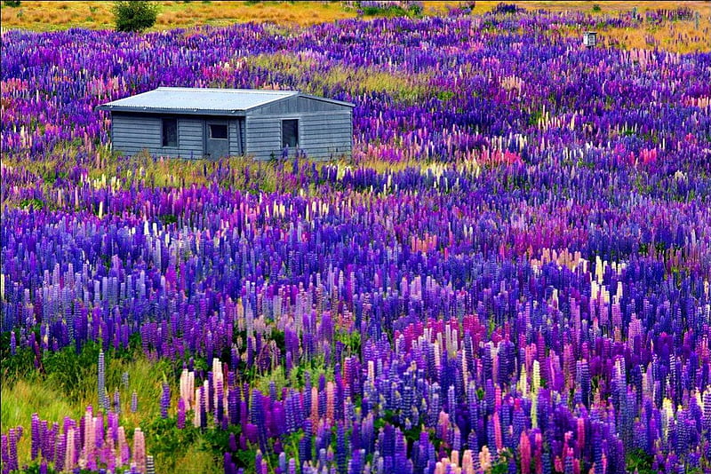Lupine time, pretty, colorful, house, grass, cottage, cabin, bonito, nice, flowers, lovely, view, time, fresh, lake, freshness, lupine, flowering, nature, Tekapo, meadow, wooden, field, HD wallpaper