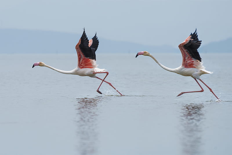 two white-and-pink flamingoes running on water, HD wallpaper