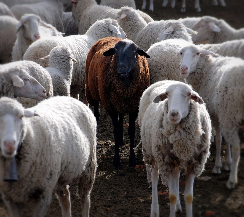 Black Sheep, black, color, farm animal, sheep, white, HD wallpaper