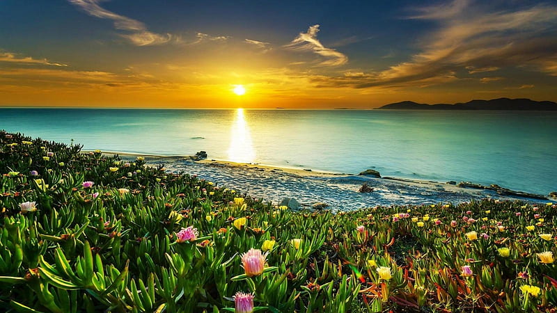 Flowery Beach at Sunset, beach, flowers, nature, sunset, clouds, sky, sea, landscape, HD wallpaper