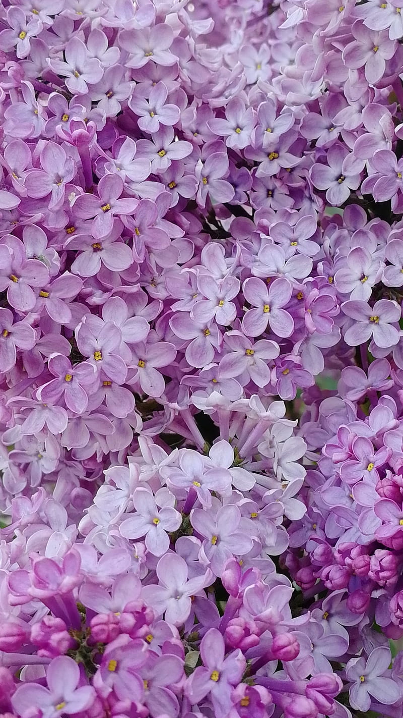 Lila, naturaleza, rosa, primavera, Fondo de pantalla de teléfono HD | Peakpx