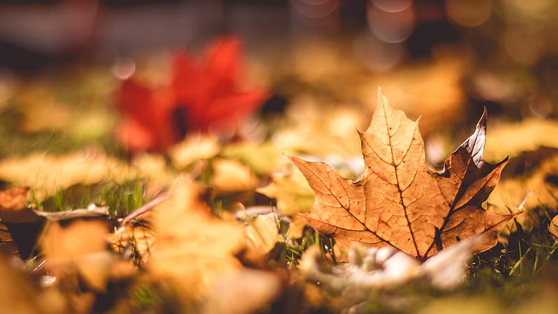 fall, leaves, macro, bokeh, autumn, Nature, HD wallpaper