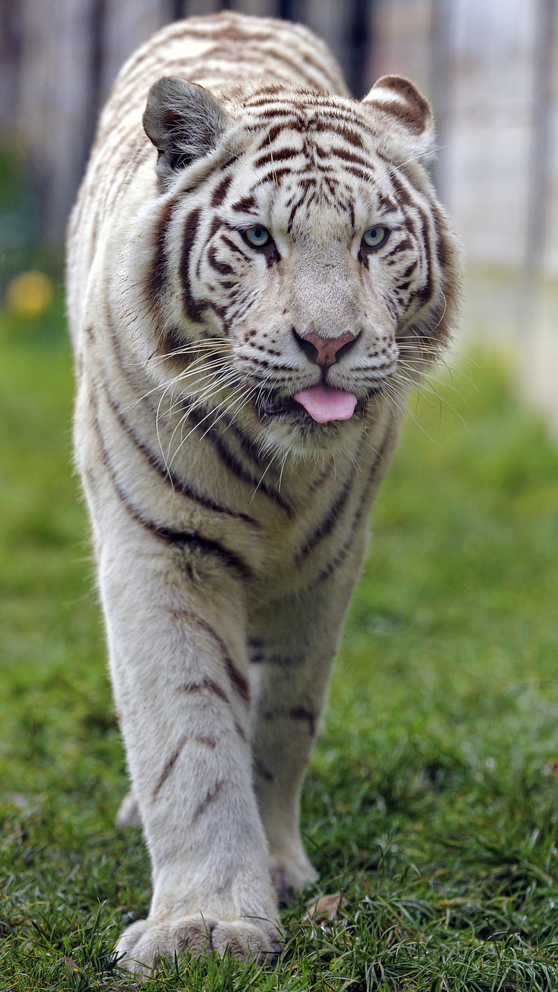 white tiger, tiger, protruding tongue, animal, big cat, HD phone wallpaper