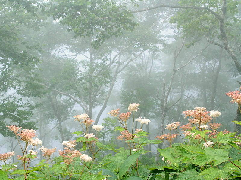 Morning Mist, trees, tall, fog, green, serene, plants, flowers, nature, colours, HD wallpaper