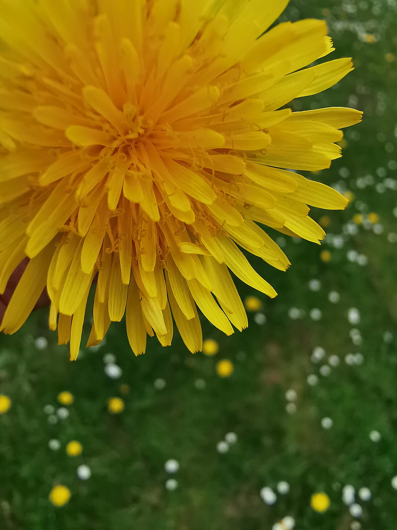 Flower4, blume, flower, green, natur, nature, sommer, sonne, summer, yellow, HD phone wallpaper