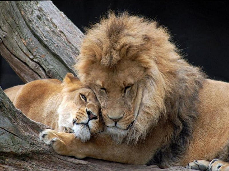 Lion and Lioness, Lioness, Couple, Lion, Tree, Animals, HD wallpaper