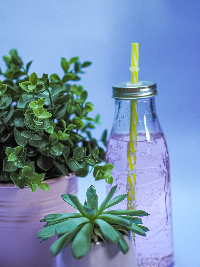 green plant on clear glass bottle, HD phone wallpaper