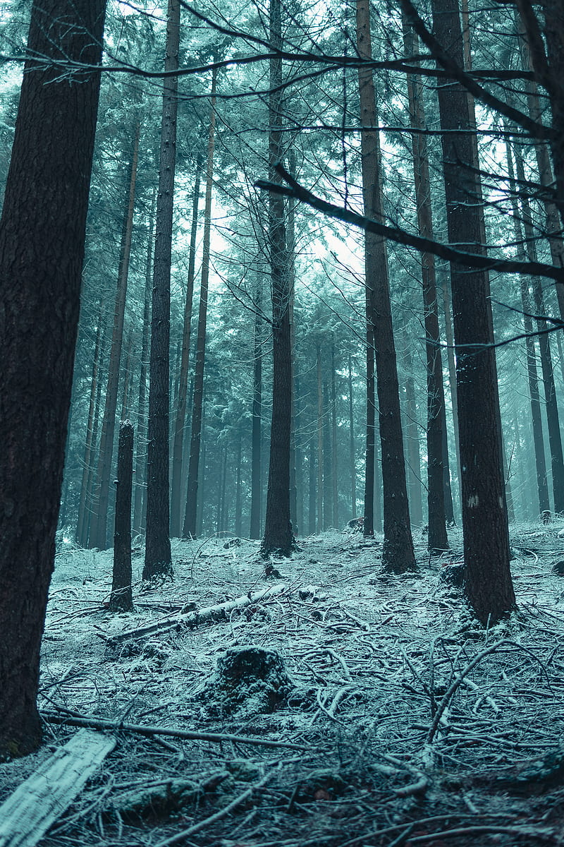forest, trees, snow, winter forest, branches, HD phone wallpaper
