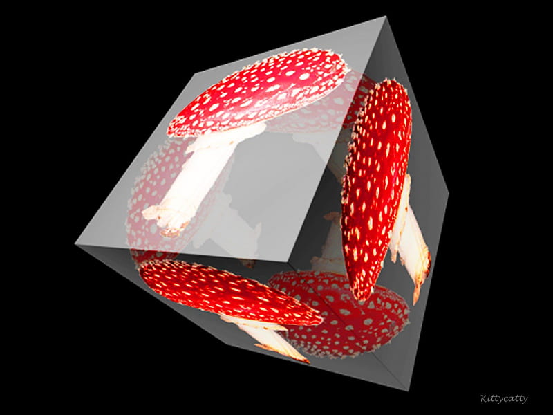 Mushroom Cube , red, forest, fall, autumn, mushroom, cube, abstract, magical, fairy, wood, HD wallpaper