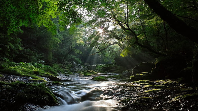Beautiful Stream, pretty, stream, rocks, fern, sunlight, bonito, trees, moss, river, HD wallpaper
