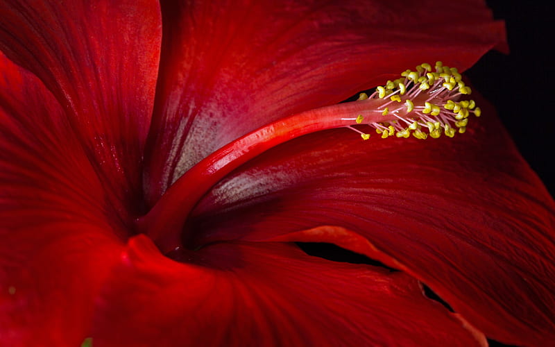 Hibiscus, red, texture, yelliw, flower, skin, HD wallpaper