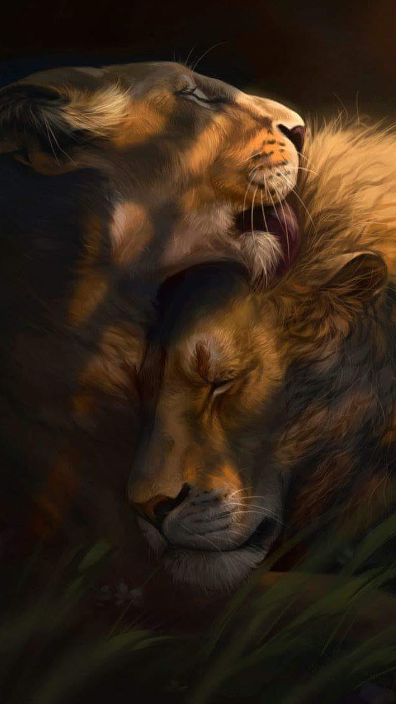 Love, animals, lion, lioness, lions, wild, HD phone wallpaper